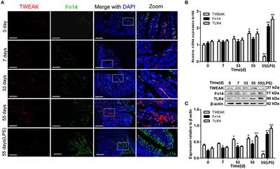 Lipopolysaccharide Upregulated Intestinal Epithelial Cell Expression of Fn14 and Activation of Fn14 Signaling Amplify Intestinal TLR4-Mediated Inflammation